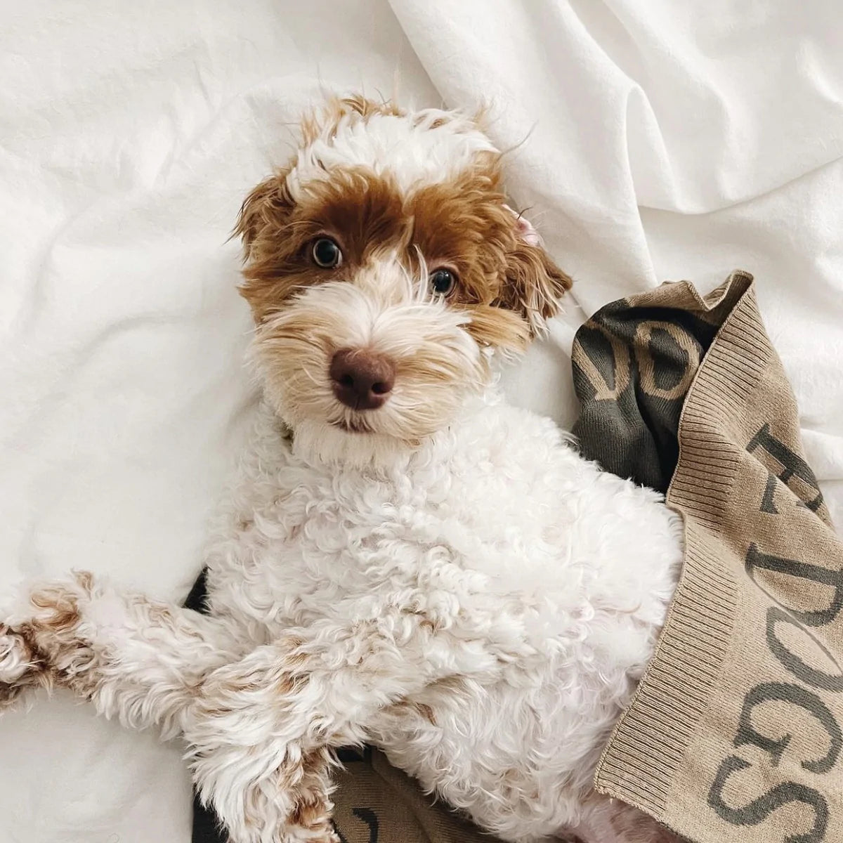 Couverture « Laissez les chiens être des chiens »