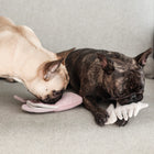 Poisson ange - 2 en 1 terrier + renifler