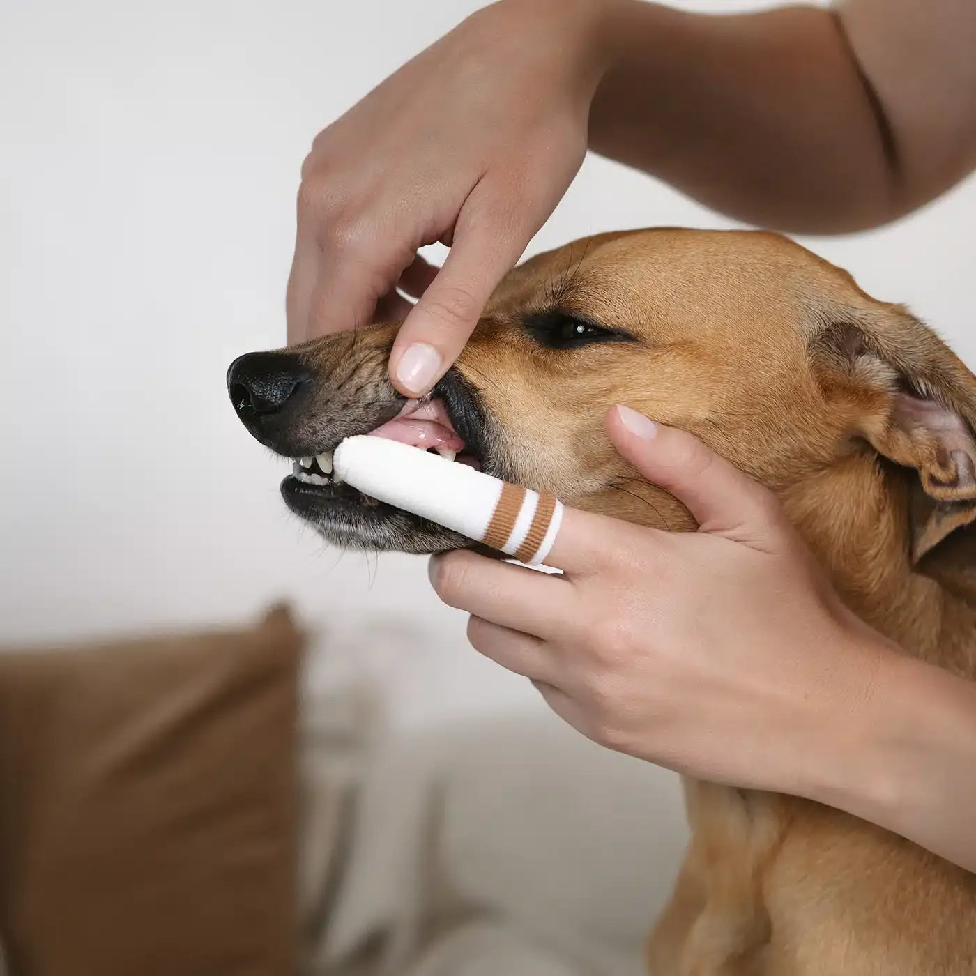 Micro-polaire dentaire