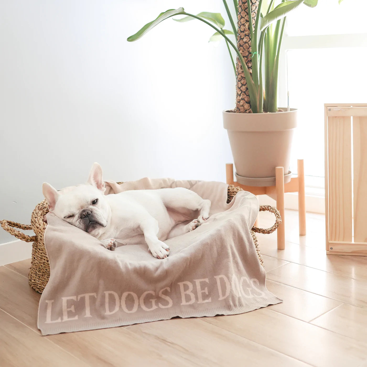 Couverture « Laissez les chiens être des chiens »