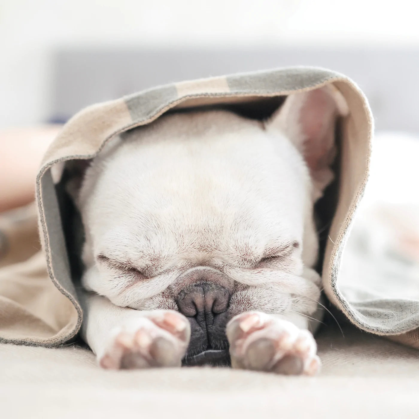 Couverture « Laissez les chiens être des chiens »