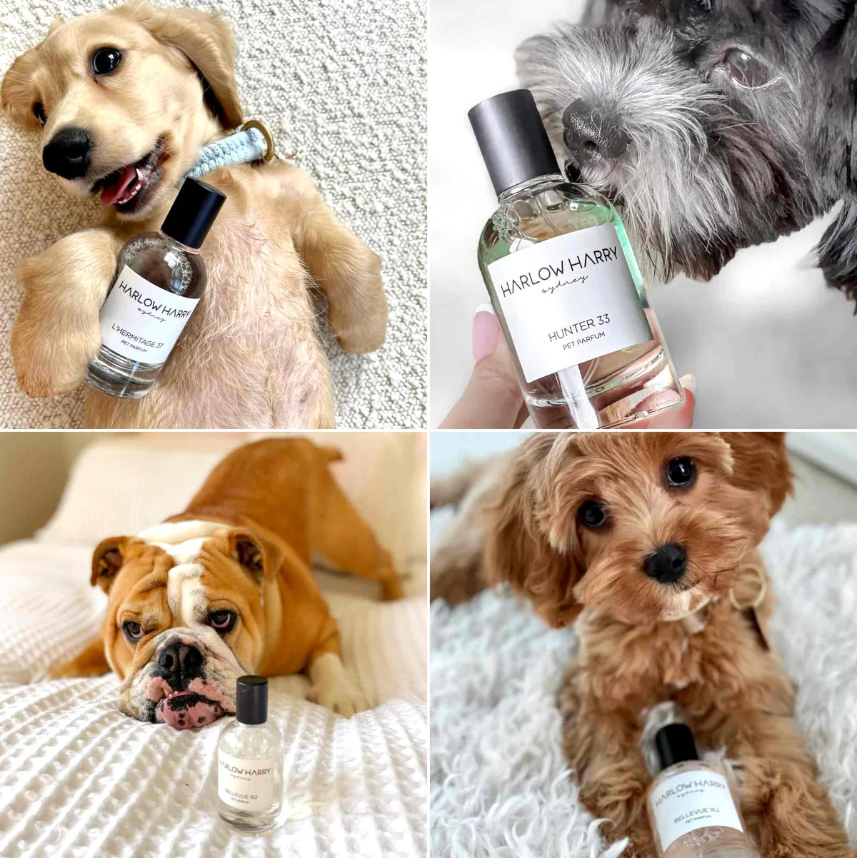 Parfum pour animaux de compagnie | L'hermitage 37